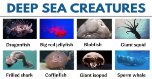 Deep Sea