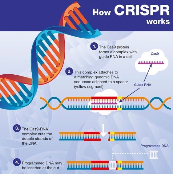 CRISPR 