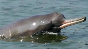 Gangetic Dolphin